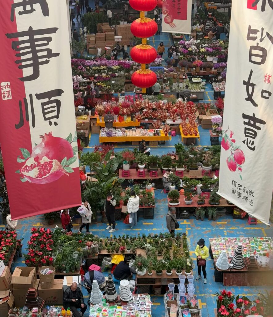 教场中路蓝花楹大道 Jiaochang Middle Road Jacaranda Avenue